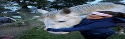 Irish Draught horses for sale: The ‘Hero’ We All Need  - Advert 12