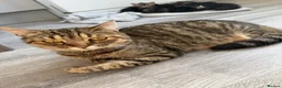 Domestic Shorthair cats for sale: 6 beautiful kittens  - Advert 1