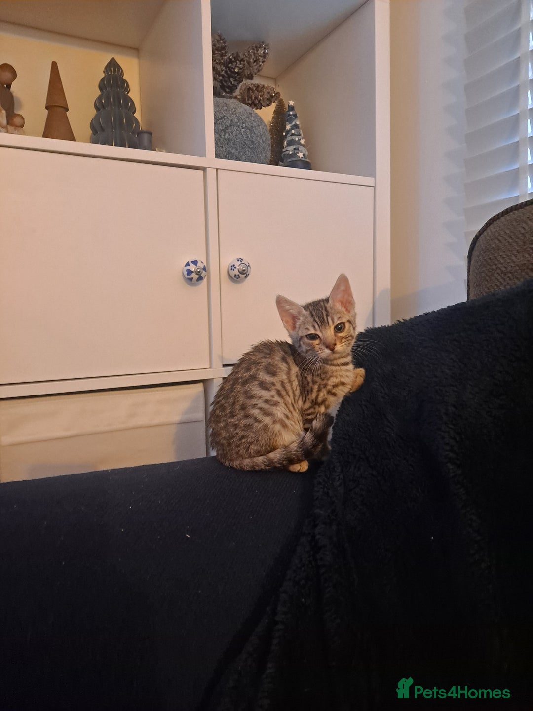 Bengal cats for sale: Beautiful pure begal kittens - Advert 7
