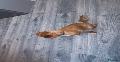 Cavalier King Charles Spaniel dogs  cavalier king charles KC  - Advert 14