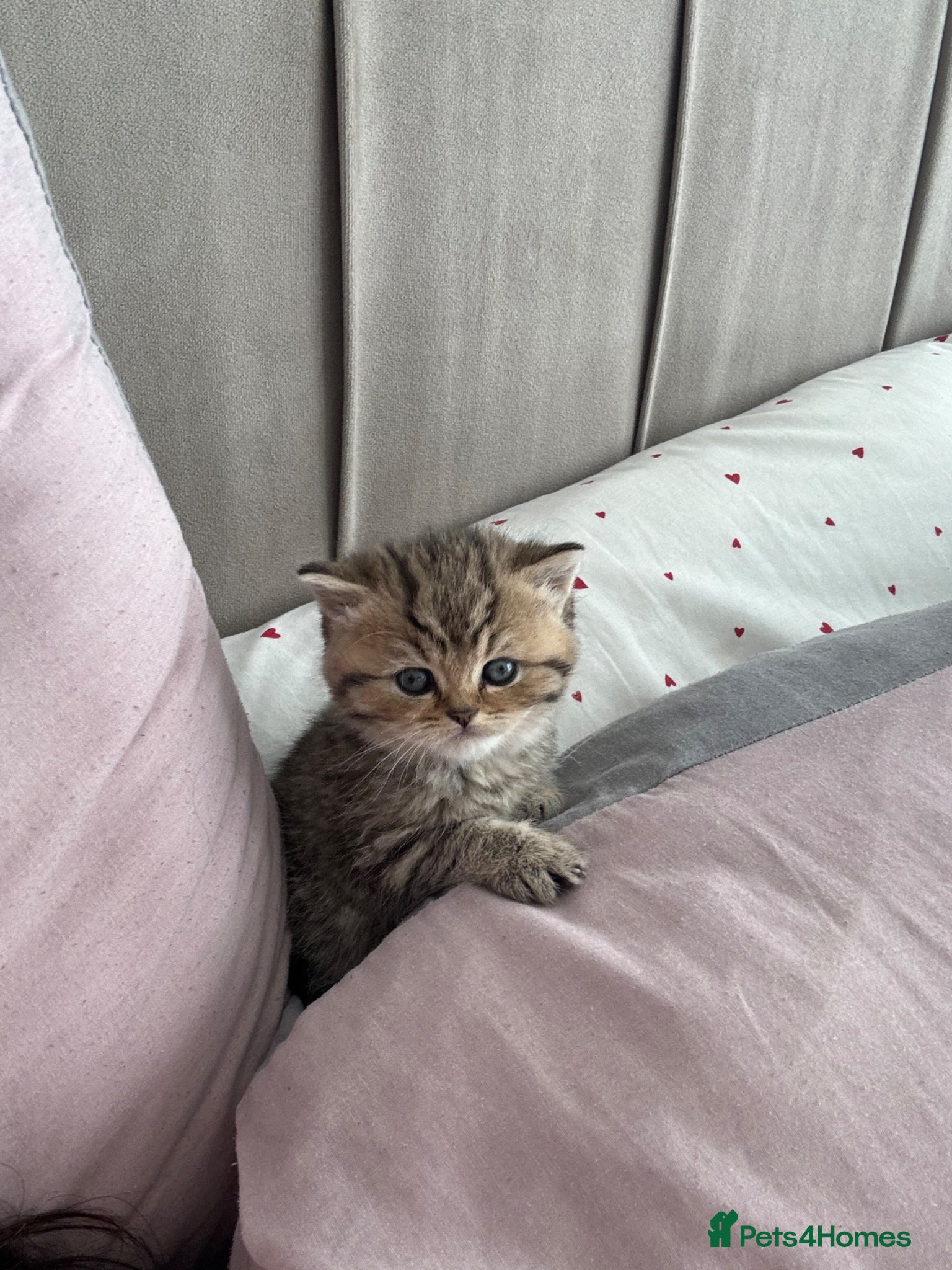 British Shorthair cats British longhair and shorthair kittens  - Advert 1