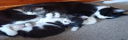 Mixed Breed cats for sale: Beautiful Longhaired Kittens in Halesowen - Advert 2