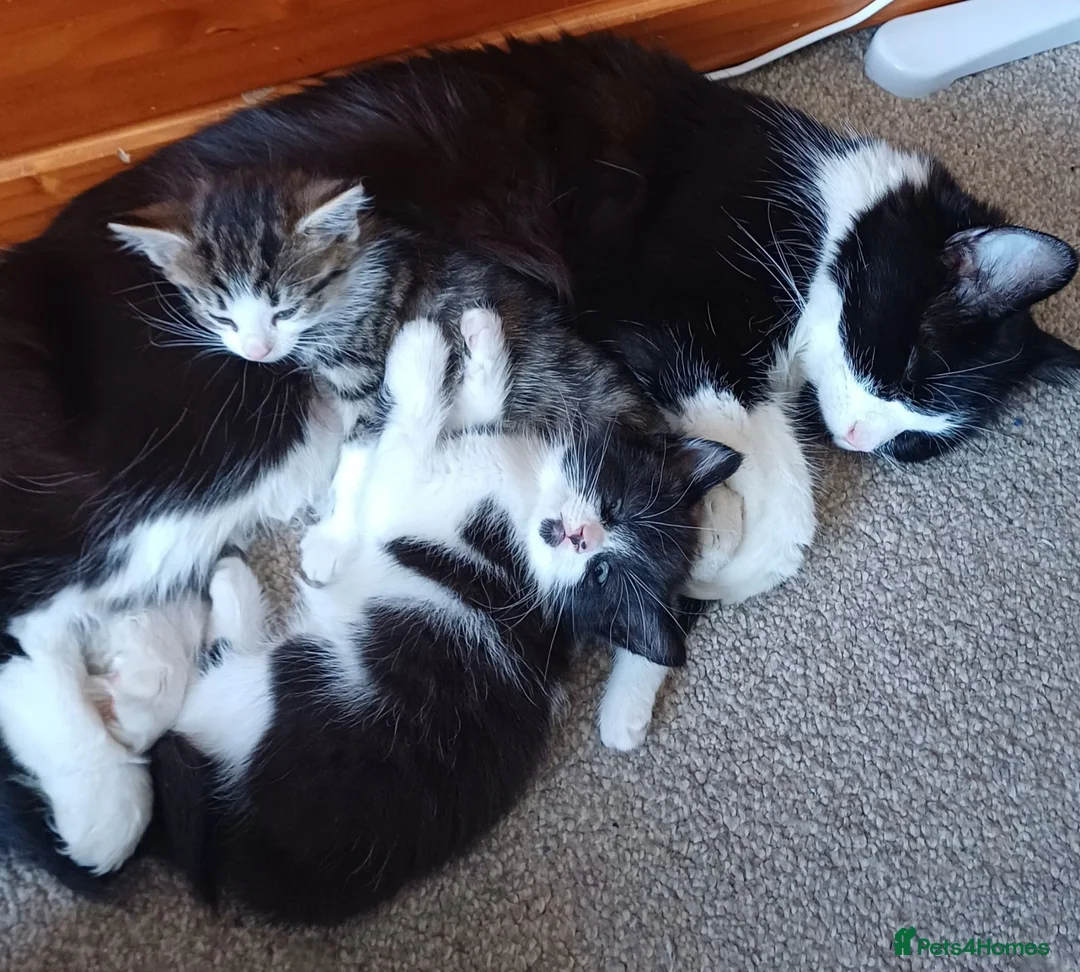 Mixed Breed cats for sale: Beautiful Longhaired Kittens in Halesowen - Advert 2