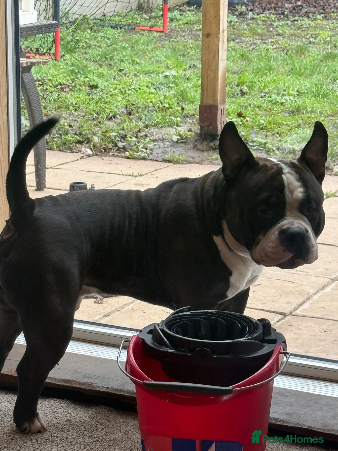 American Bully dogs for stud: American bully pocket - Advert 18