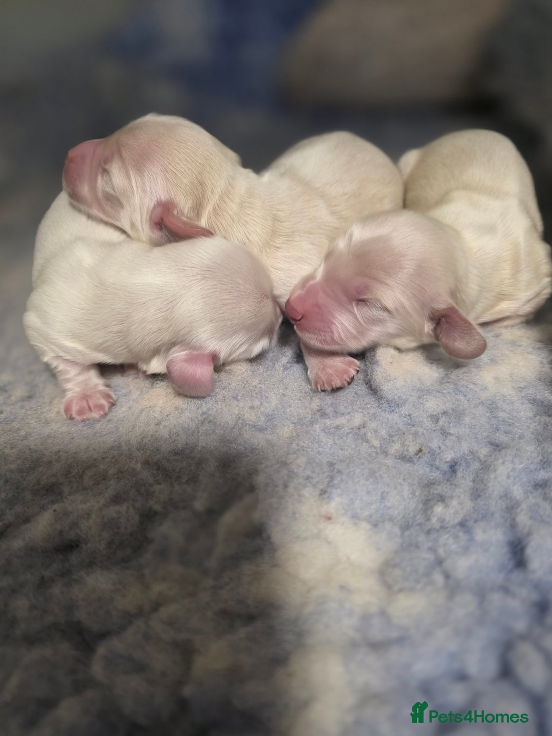 Miniature Dachshund dogs for sale: Exceptional KC White Cream Minature Dachshund  - Advert 5