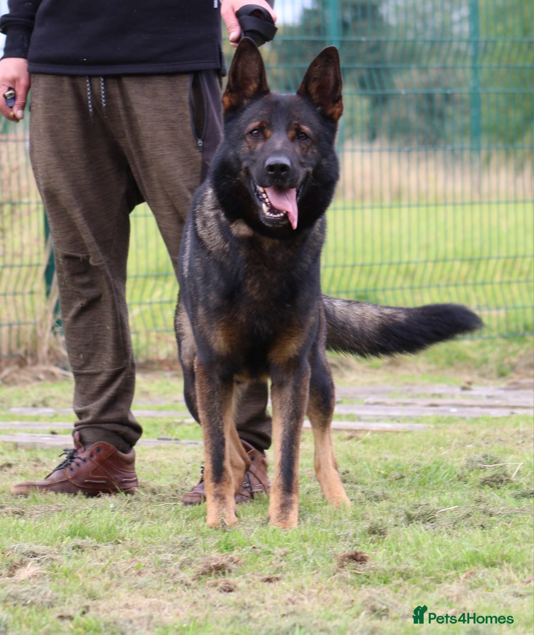 German Shepherd dogs for sale: Beautiful KC Registered Gsd Puppy Ready now😍😍 - Advert 6