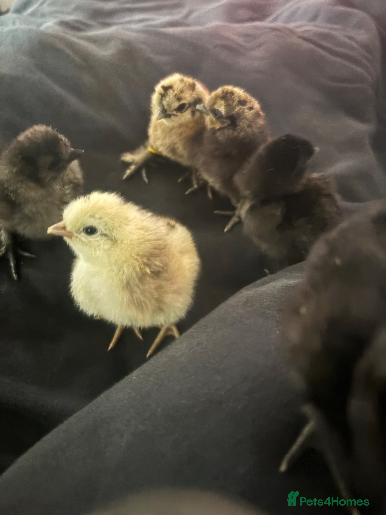 Chickens poultry Mixed aged chickFull silkies and silkie black rock - Advert 2