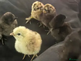 Chickens poultry Mixed aged chickFull silkies and silkie black rock - Advert 2