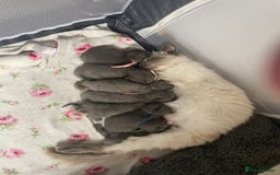 Ragdoll cats for sale: Cuddly & Sweet Ragdolls - Image 2
