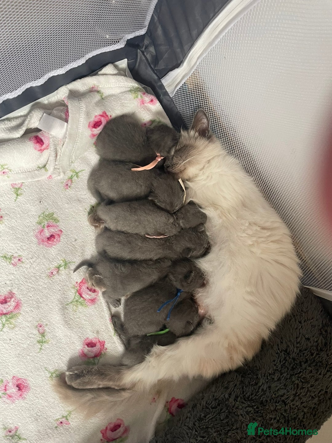Ragdoll cats for sale: Cuddly & Sweet Ragdolls - Image 2