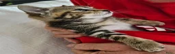Mixed Breed cats for sale: Tortoishell female kitten 10 weeks - Advert 1