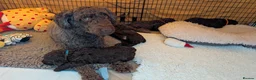 Spanish Water Dog dogs for sale: Beautiful Spanish Water Dog Puppies - Advert 1