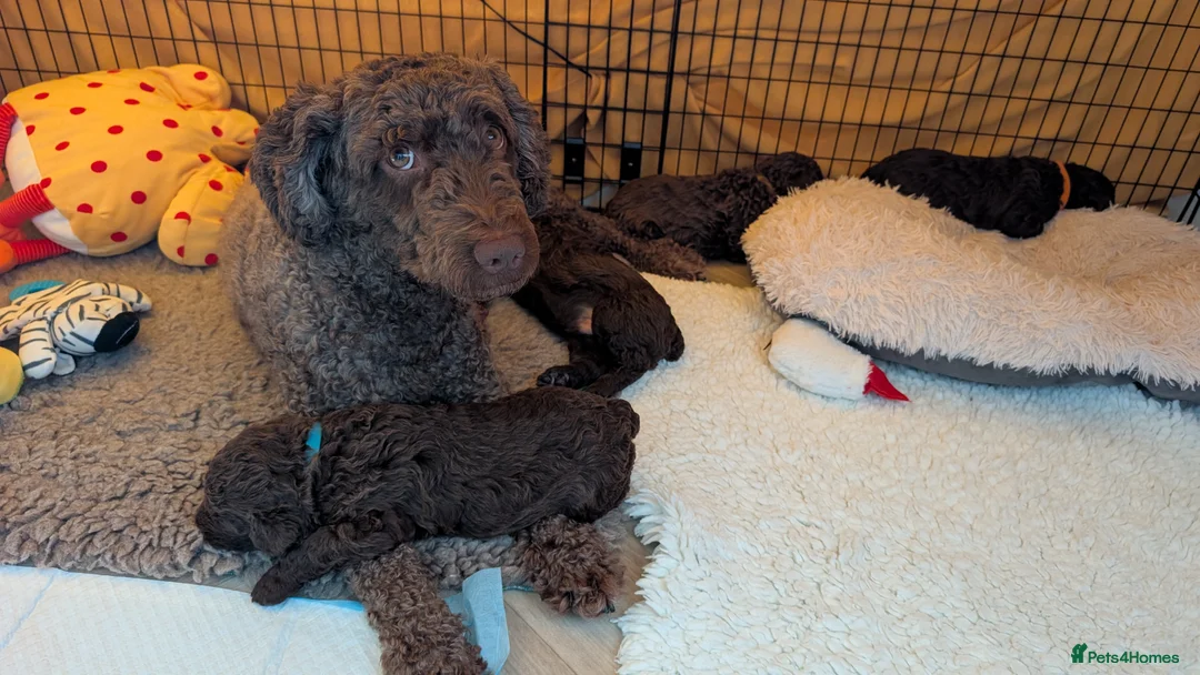 Spanish Water Dog dogs for sale: Beautiful Spanish Water Dog Puppies - Advert 1