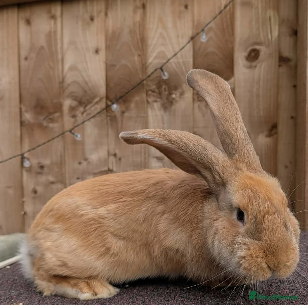 Continental Giant rabbits for sale: Continental Giant's - Advert 2