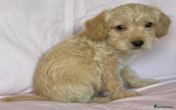 Mixed Breed dogs for sale: Lakeypoos Ready Now  - Image 5