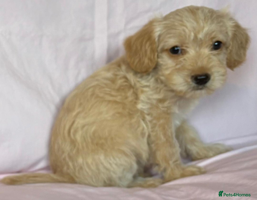 Mixed Breed dogs for sale: Lakeypoos Ready Now  - Image 5