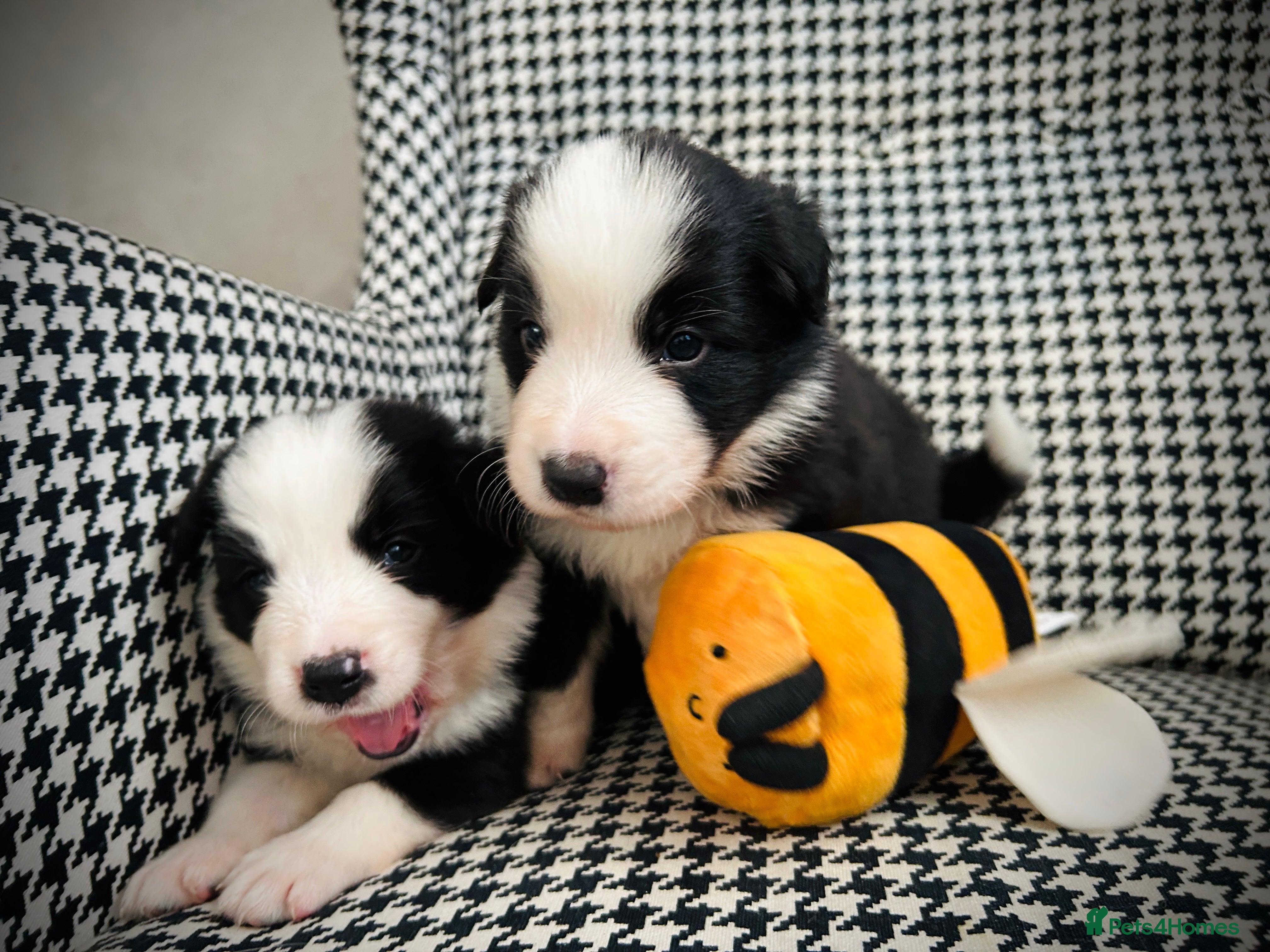 Border Collie dogs 5⭐️breeder KC DNA tested champions border collie  - Advert 18