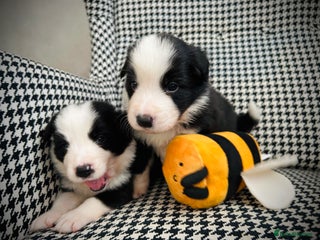 Border Collie dogs 5⭐️breeder KC DNA tested champions border collie - Advert 1