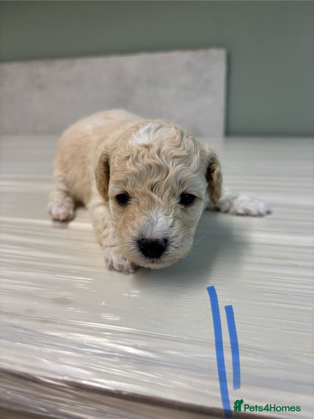 Poochon dogs for sale: Beautiful fluffy puppies  - Advert 22