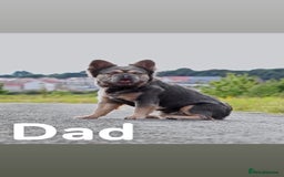 French Bulldog dogs for sale: French bulldog puppies  - Image 7