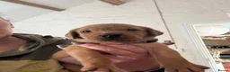Labrador Retriever dogs for sale: Fox red Labradors  - Advert 8