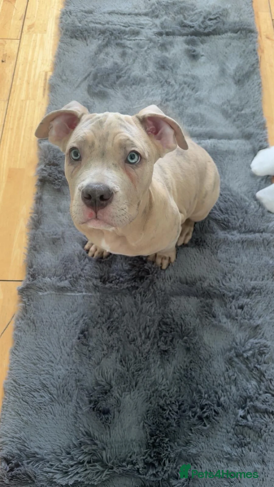 Mixed Breed dogs for sale: pocket bully x cane corso  in Coulsdon - Advert 1