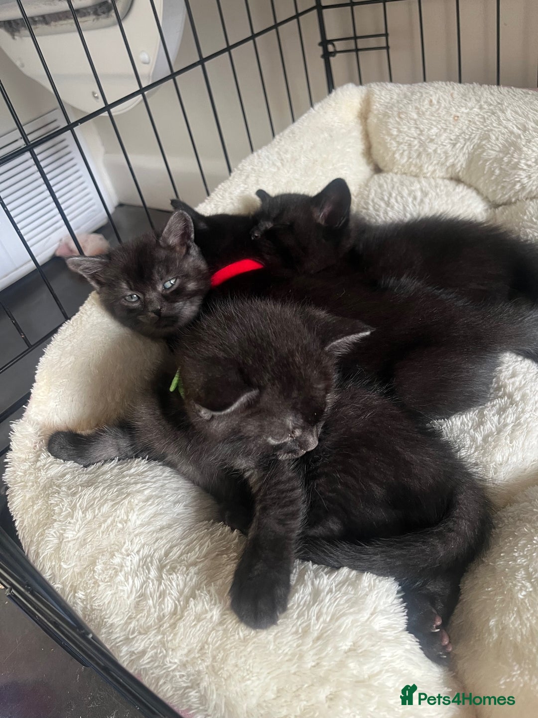 British Shorthair cats for sale: 4x British Shorthair Cross Kittens - Advert 1