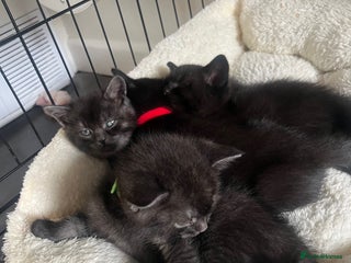 British Shorthair cats 4x British Shorthair Cross Kittens - Advert 8