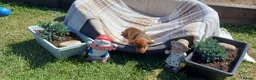 Dachshund dogs for sale: OUTSTANDING KC reg, smooth,standard dachshund  - Advert 9