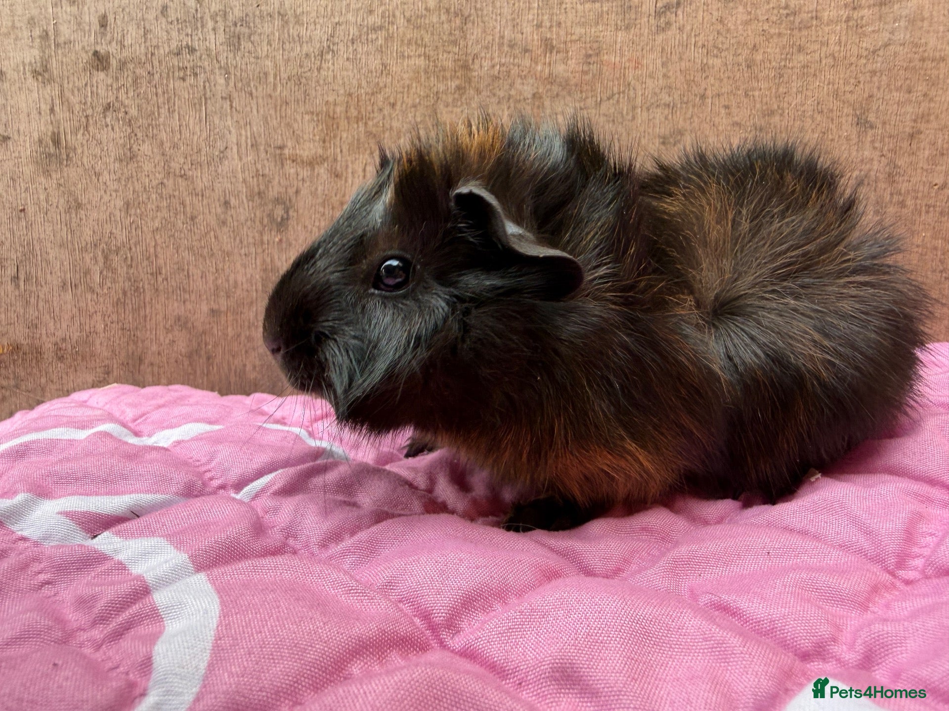 Guinea Pig rodents Beautiful boars - Advert 13