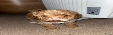 Cockapoo 1