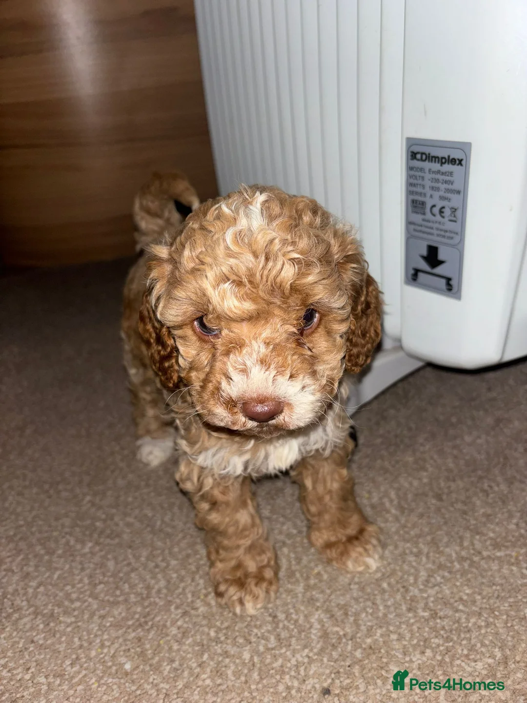 Cockapoo dogs for sale: Gorgeous Cockapoo Puppies Ready for Sale in Middlesbrough - Advert 2