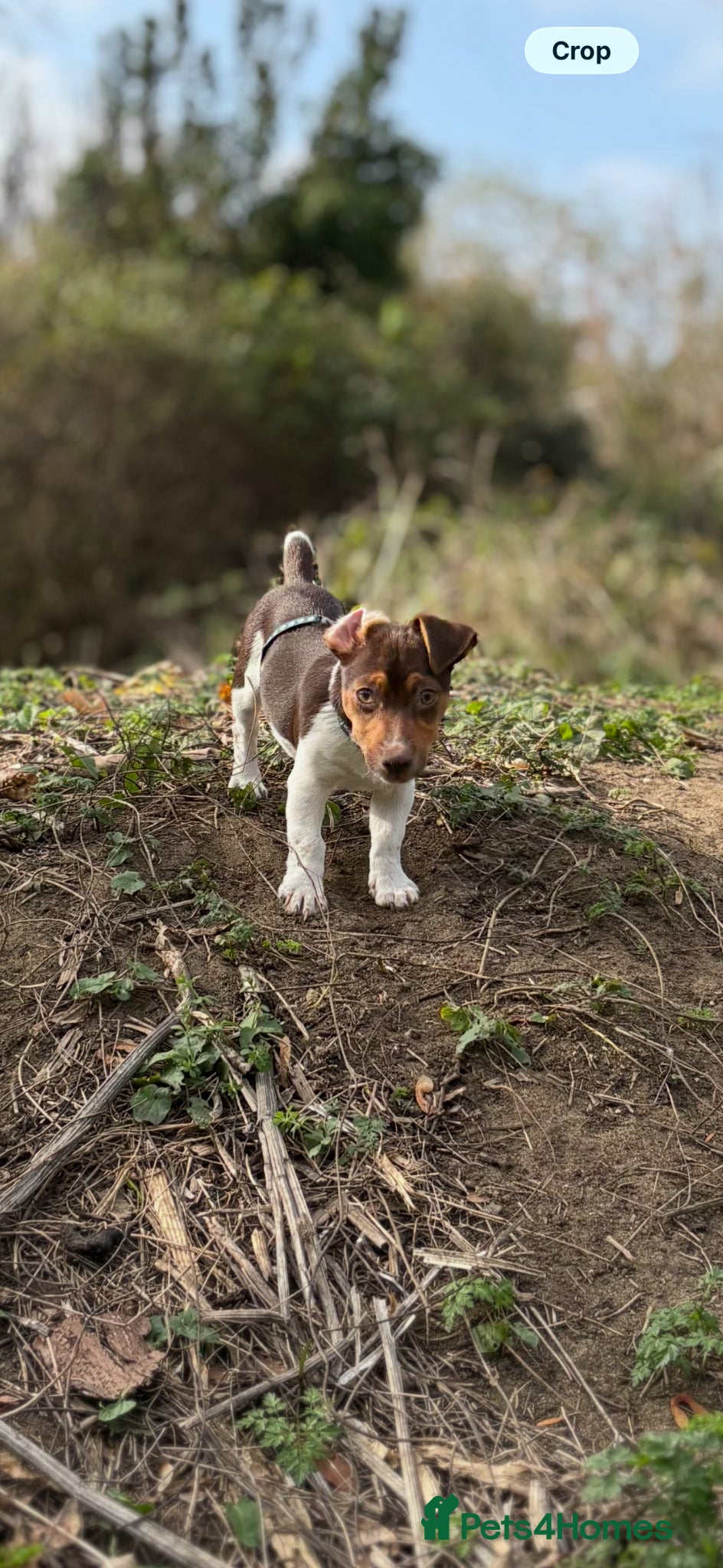 Jack Russell dogs for stud: Jack Russell active KC registered stud - Advert 1