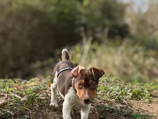 Jack Russell dogs Jack Russell active KC registered stud - Advert 1