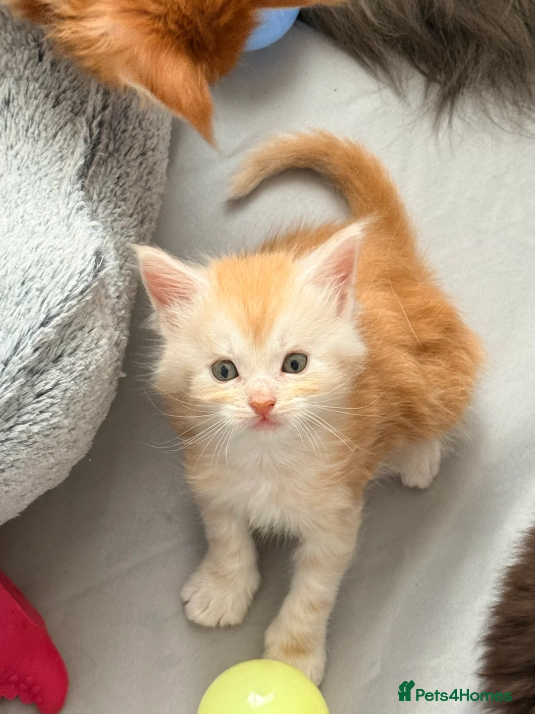 Maine Coon cats for sale: Rare Red Silver Maine Coon Kittens Available  in London - Advert 1