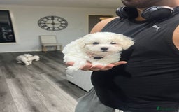 Bichon Frise dogs for sale: ALL bichon frise - Image 1
