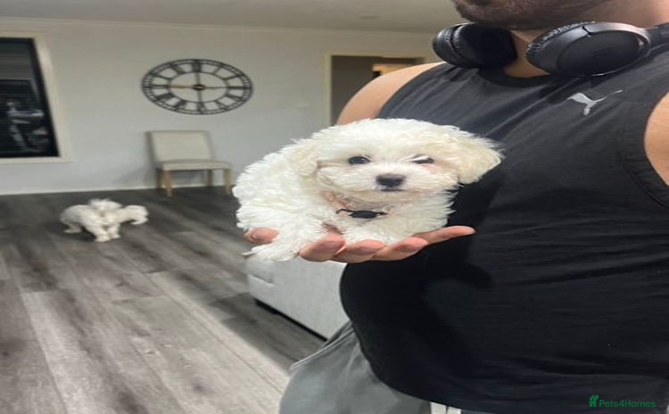 Bichon Frise dogs - Advert 14