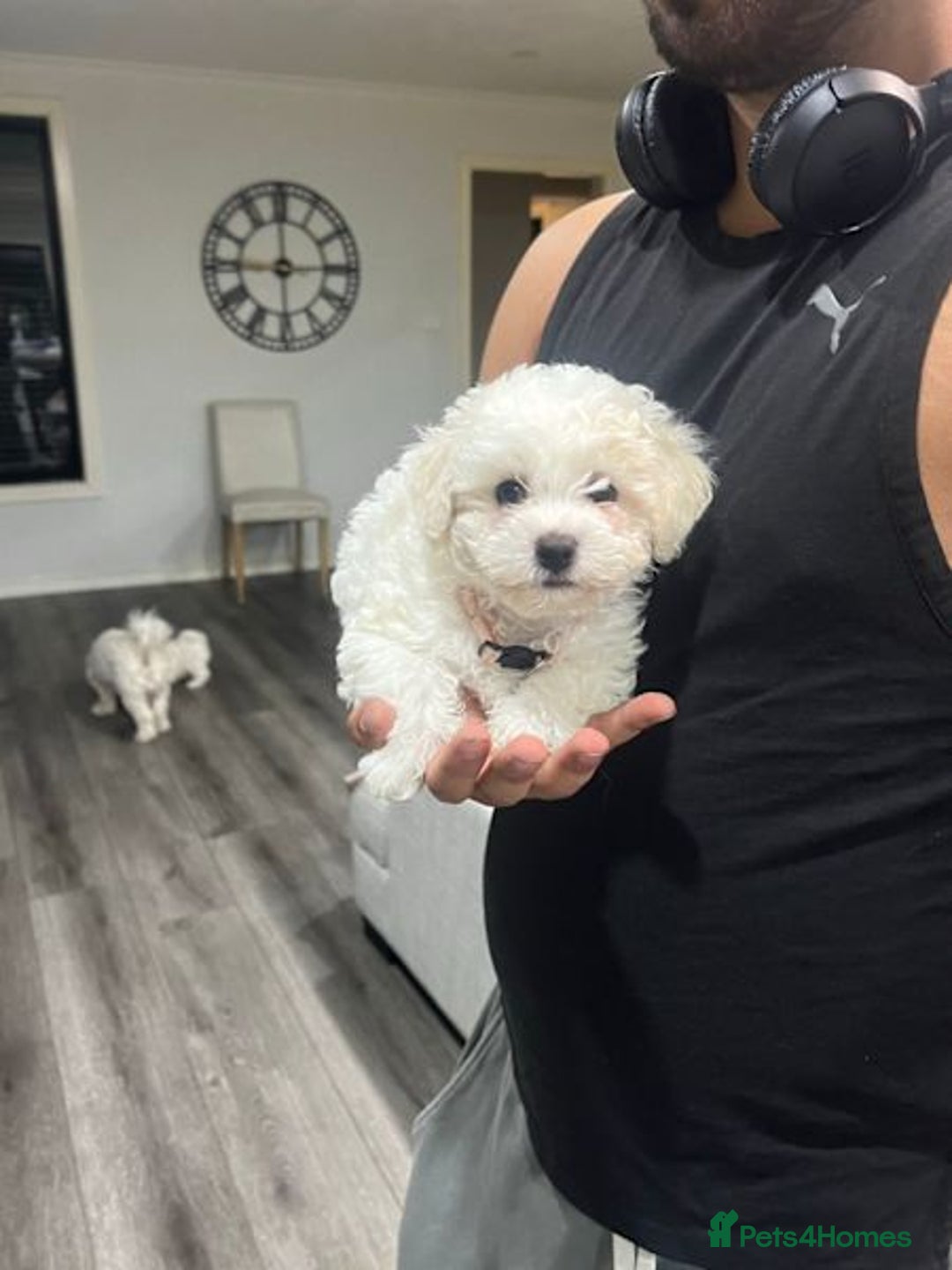 Bichon Frise dogs for sale: ALL bichon frise - Image 1