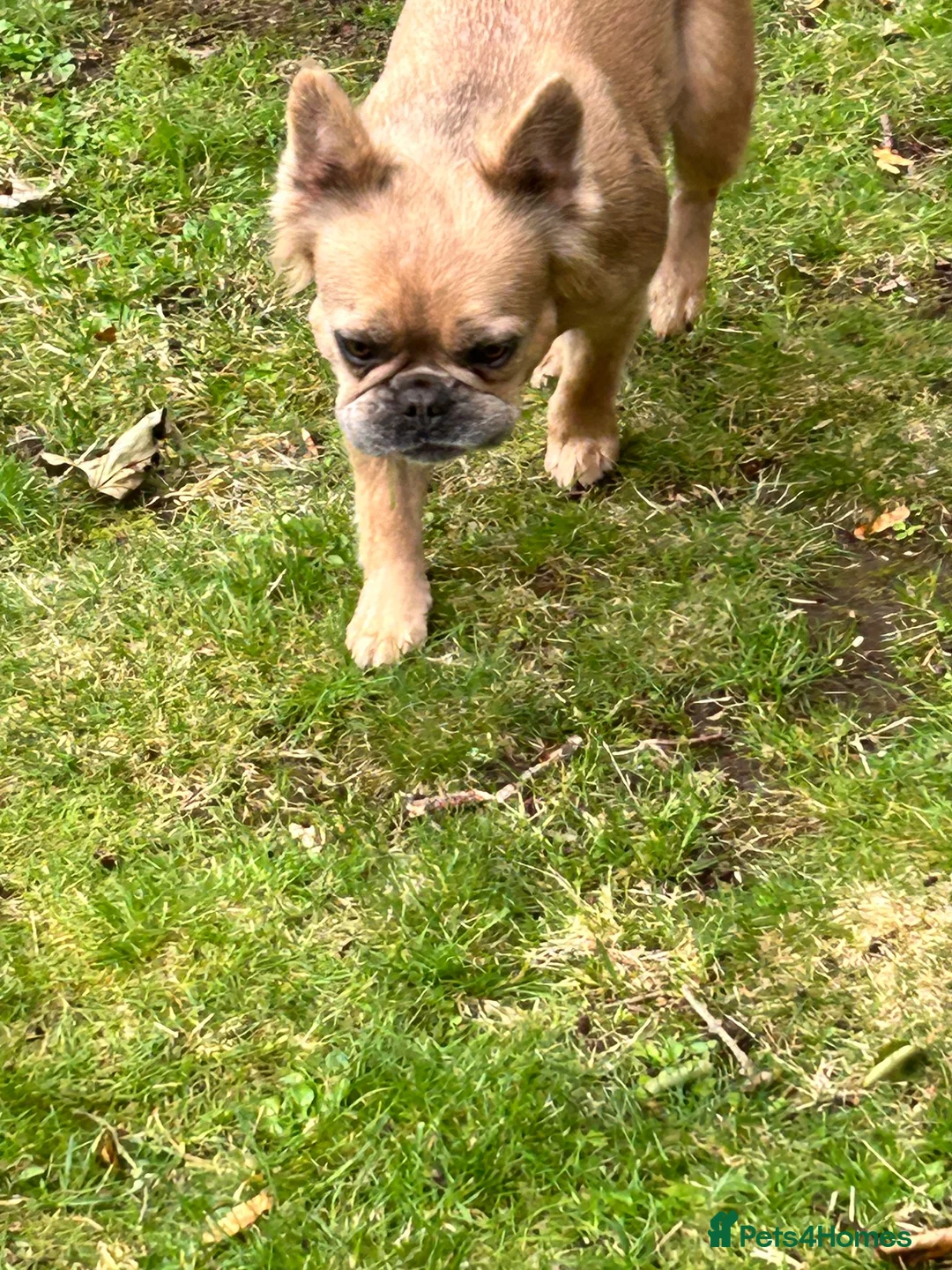 French Bulldog dogs for sale: Loving French Bulldog Girl – Family Home Required - Advert 2