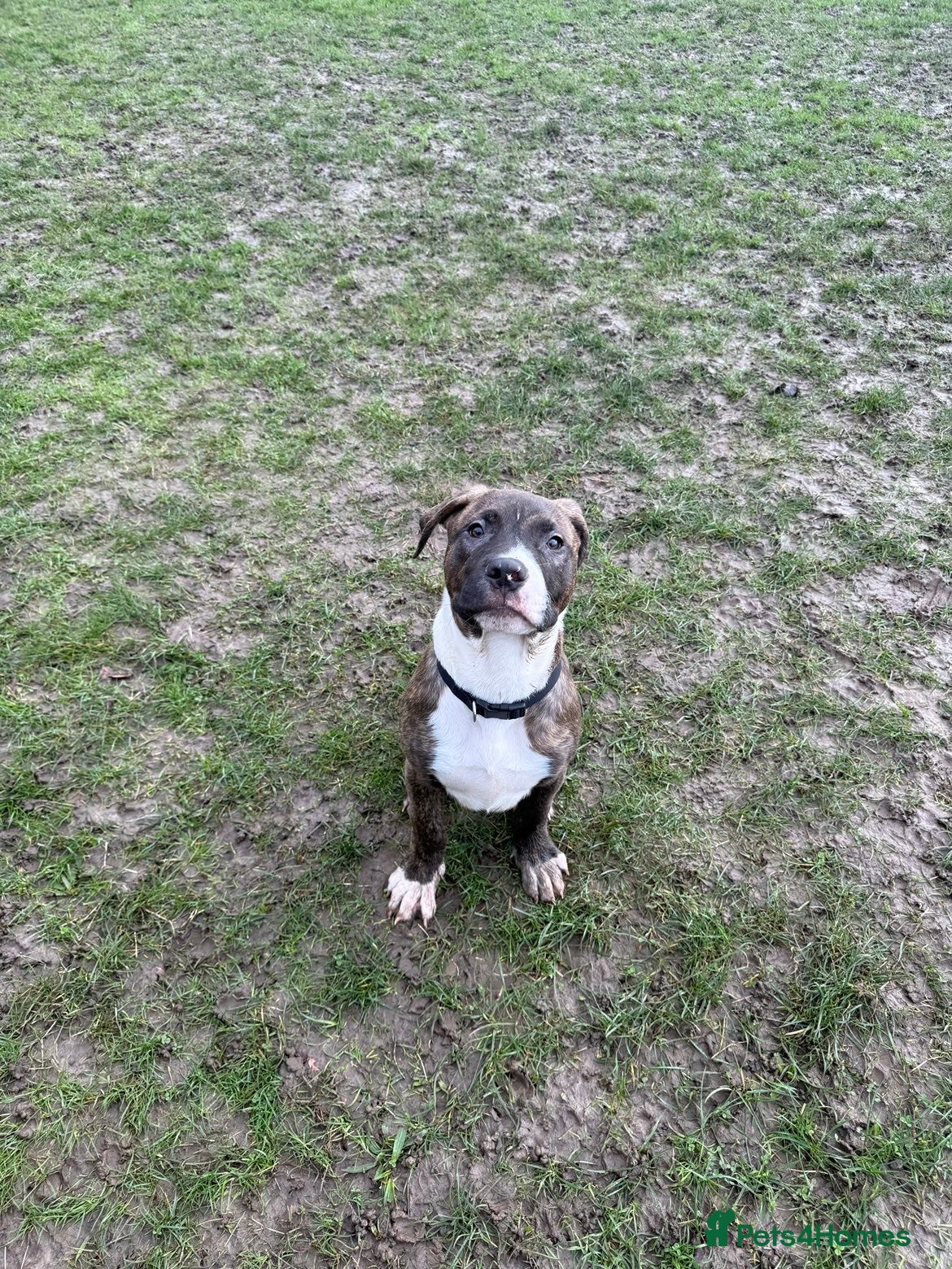 Mixed Breed dogs Cane corsa cross boxed  - Advert 12