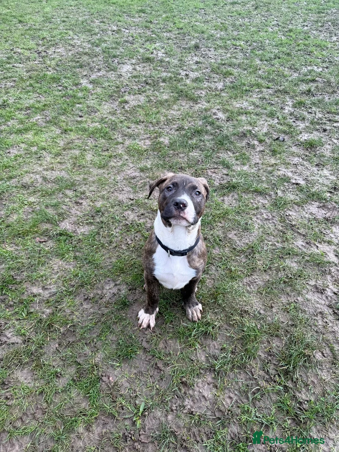 Mixed Breed dogs for sale: Cane corsa cross boxed  - Advert 1