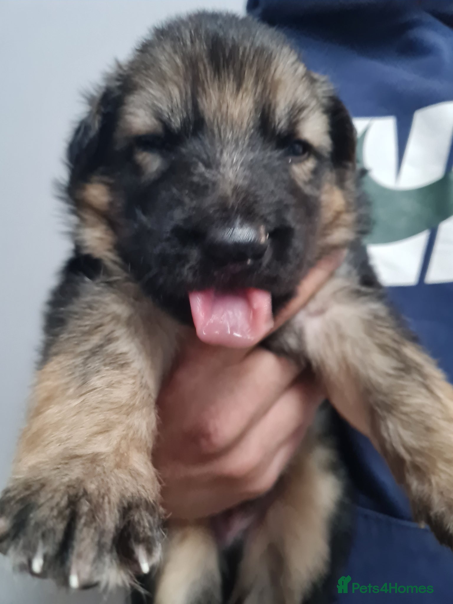 German Shepherd dogs Last 2 chunky pups available - Advert 2