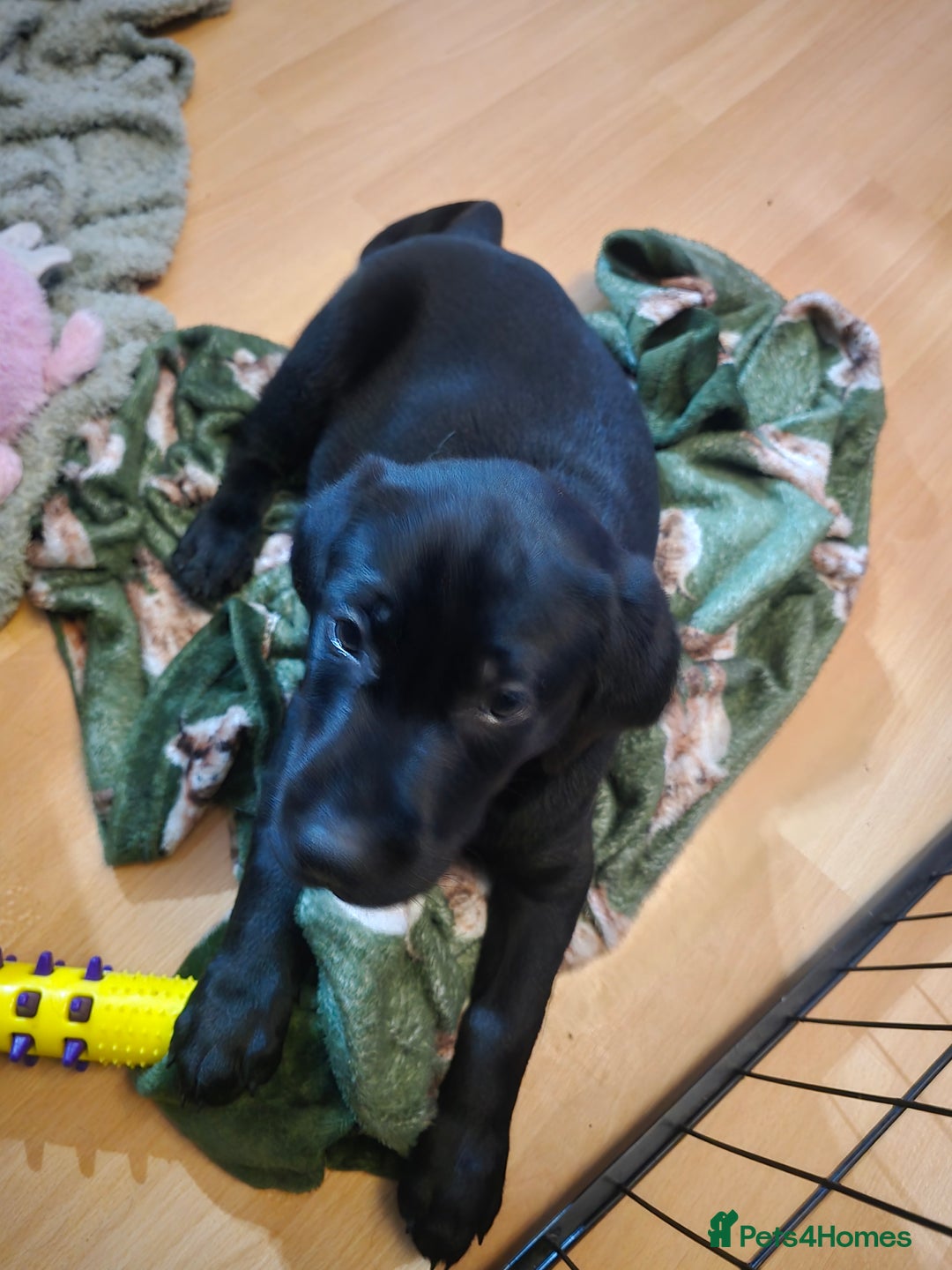Labrador Retriever dogs for sale: Labrador puppies - Image 8