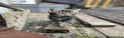 Mixed Breed cats for sale: Only one beautiful fluffy boy left! in Faringdon - Advert 26