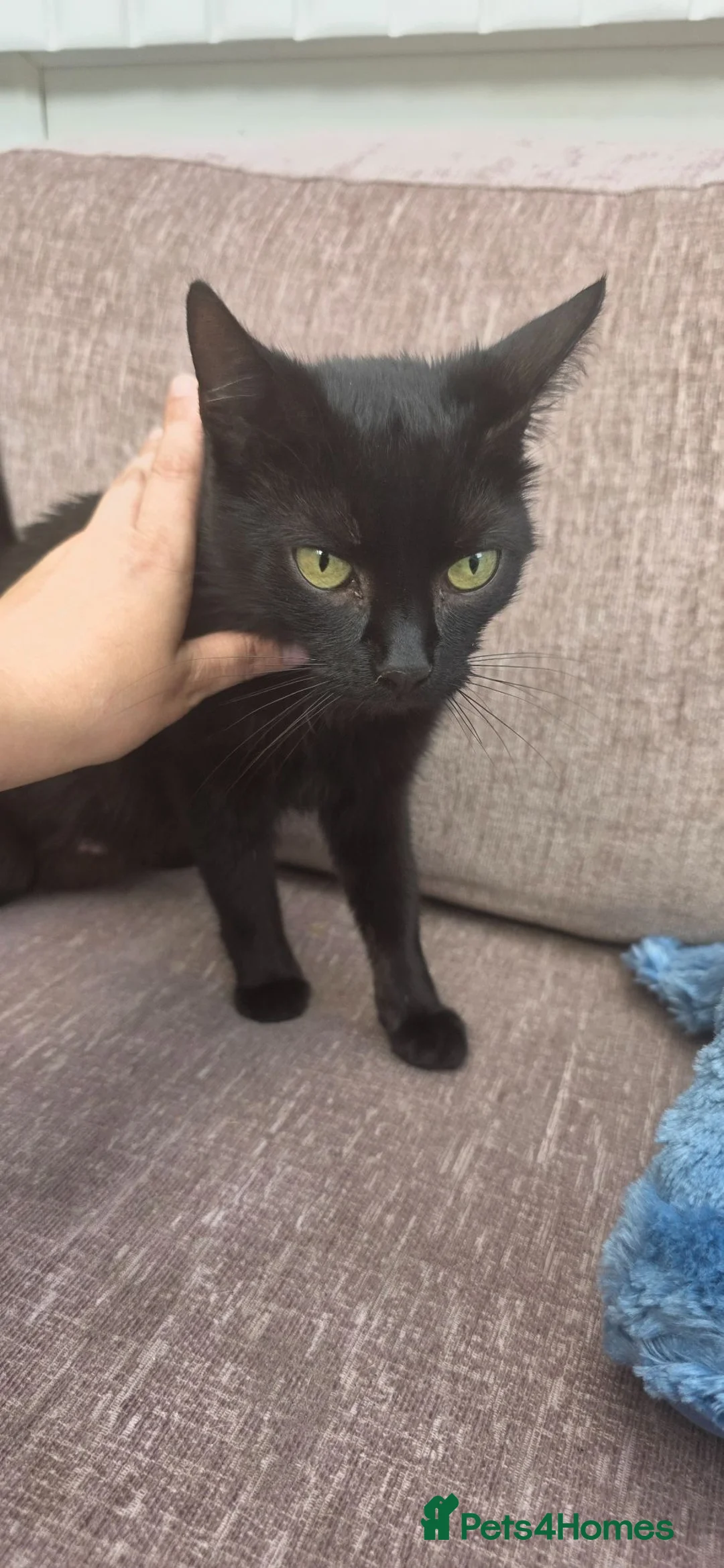Mixed Breed cats for sale: Kittens looking for forever homes! - Advert 2