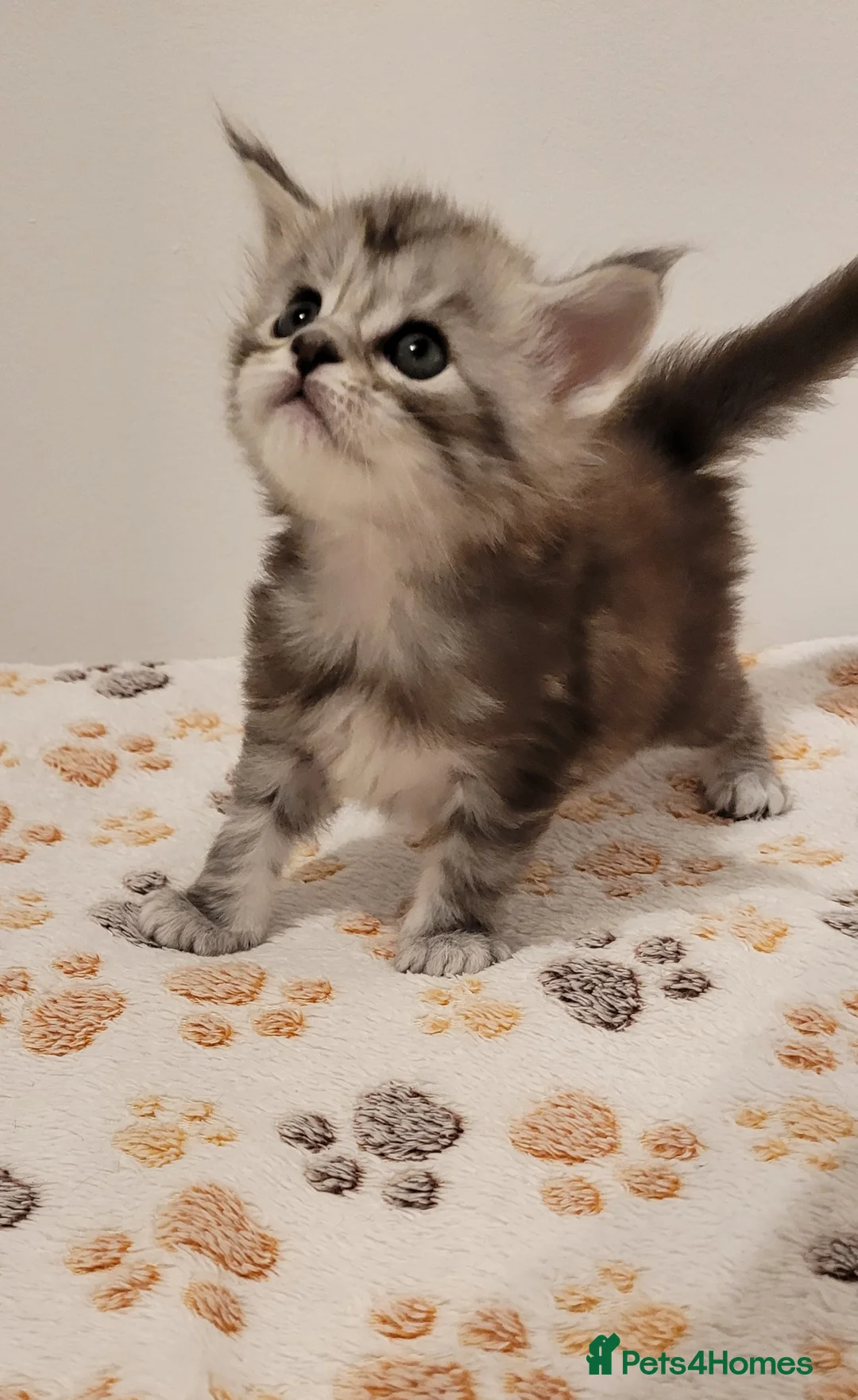 Maine Coon cats for sale: Tica registered maine coon kittens  - Advert 1