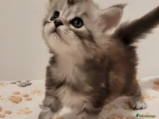 Maine Coon cats Tica registered maine coon kittens - Advert 1