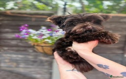 Yorkshire Terrier dogs for stud: Yorkshire Terrier stud - Image 4