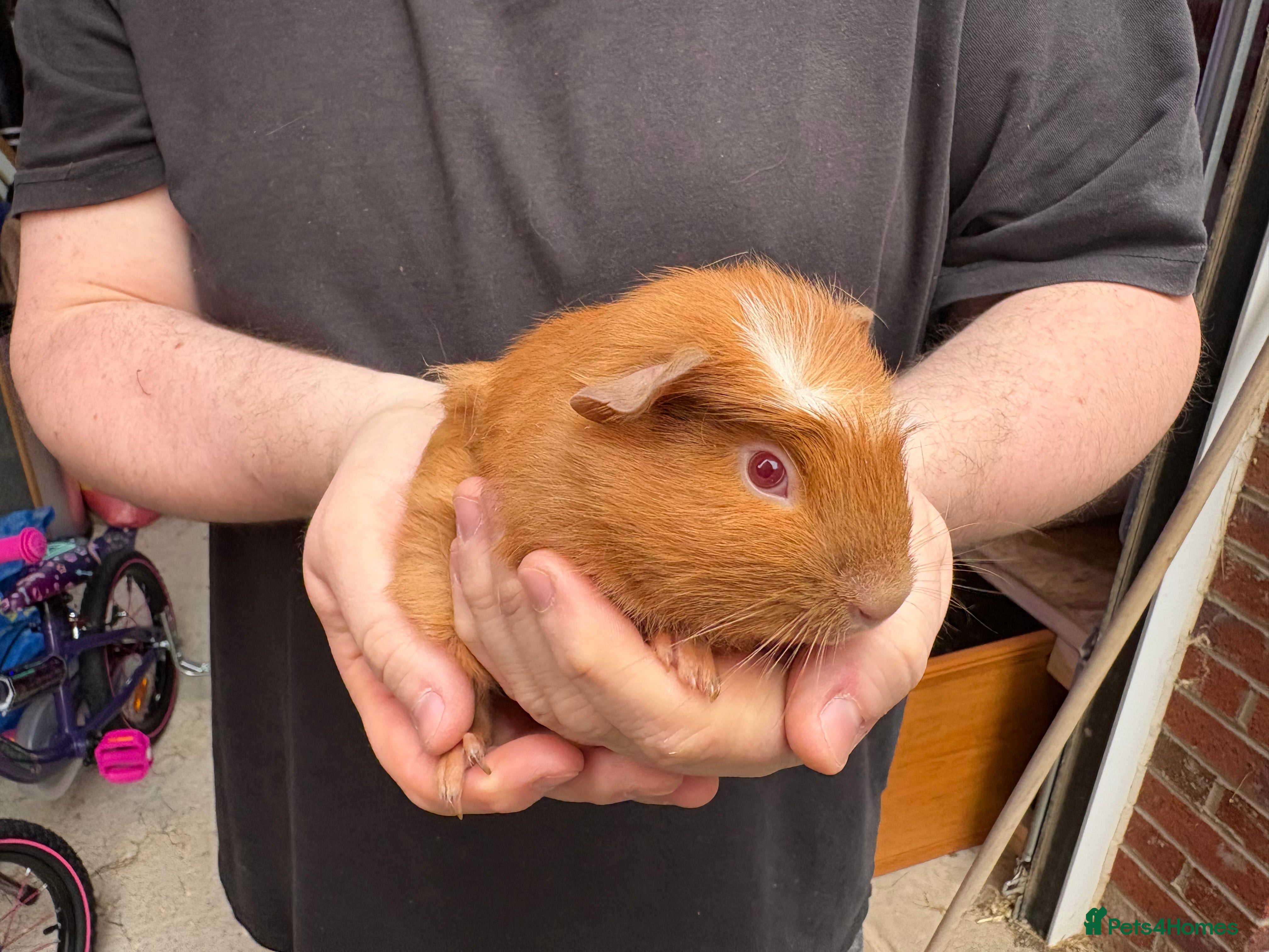 Guinea Pig rodents Some Ready to leave - Male Guinea pigs  - Advert 18