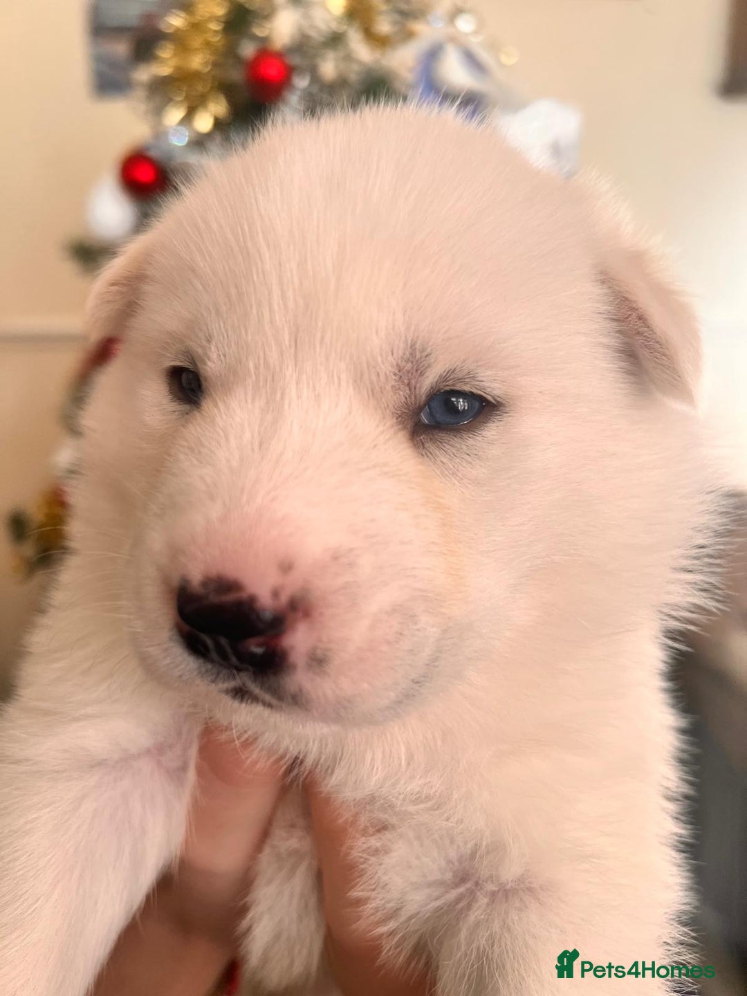 Siberian Husky dogs for sale: Siberian husky puppies x 5 - Advert 12